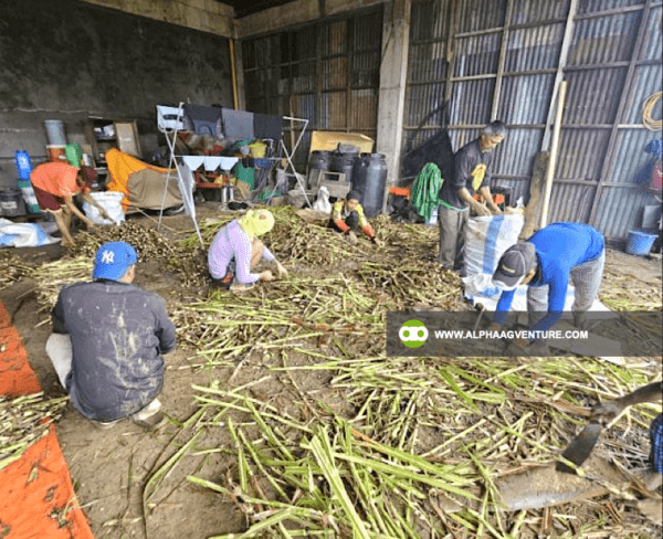 Buy Super Napier Cuttings for Sale from Alpha Agventure Farms