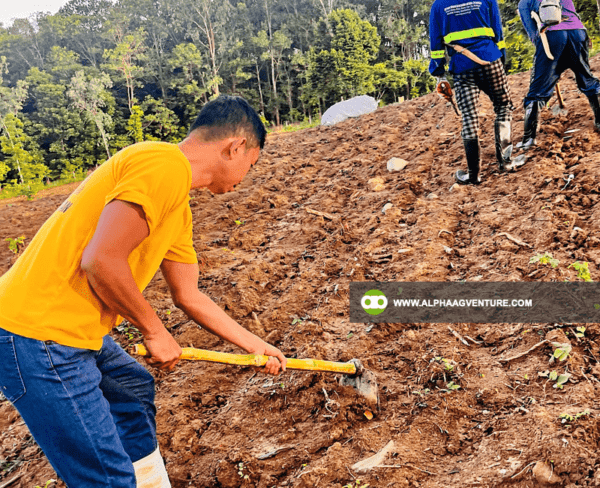 Buy Super Napier Cuttings for Sale from Alpha Agventure Farms