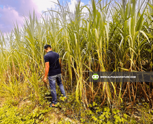 Buy Super Napier Cuttings for Sale from Alpha Agventure Farms