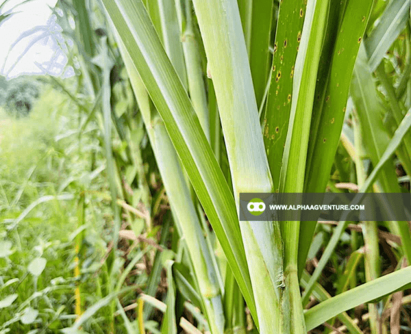 Buy Super Napier Cuttings for Sale from Alpha Agventure Farms