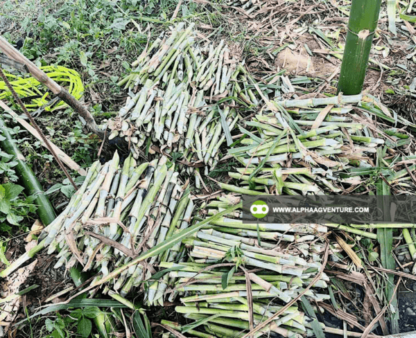 Buy Super Napier Cuttings for Sale from Alpha Agventure Farms