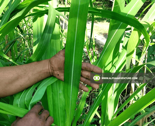 Buy Super Napier Cuttings for Sale from Alpha Agventure Farms