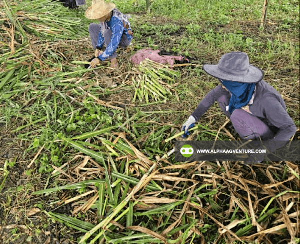 Buy Super Napier Cuttings for Sale from Alpha Agventure Farms