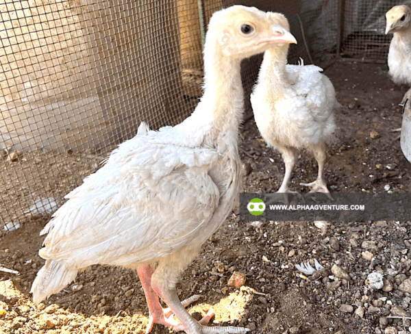 Buy 1-Month-Old Broadbreasted White Nicholas Turkey for Sale from Alpha Agventure Farms