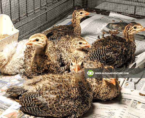 Buy 1-Month-Old Guinea Fowl for Sale from Alpha Agventure Farms