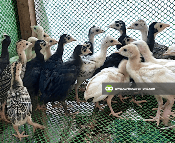 Buy Hybrid Turkey for Sale from Alpha Agventure Farms