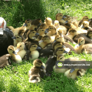 Buy 1-Month-Old Muscovy Ducks for Sale from Alpha Agventure Farms