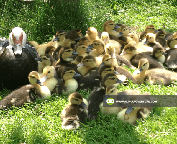 Buy 1-Month-Old Muscovy Ducks for Sale from Alpha Agventure Farms