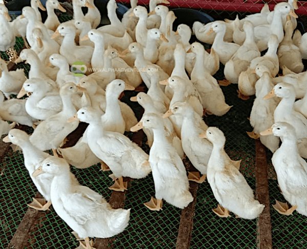 Buy 1-Month-Old Pekin Ducks for Sale from Alpha Agventure Farms