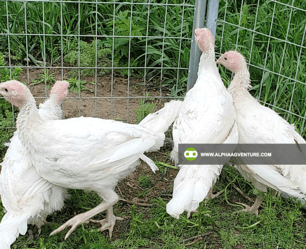 Buy 2-Month-Old Broadbreasted White Nicholas Turkey for Sale from Alpha Agventure Farms