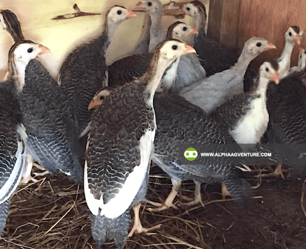 Buy 2-Month-Old Guinea Fowl for Sale from Alpha Agventure Farms