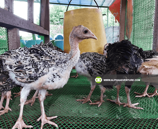 Buy Hybrid Turkey for Sale from Alpha Agventure Farms