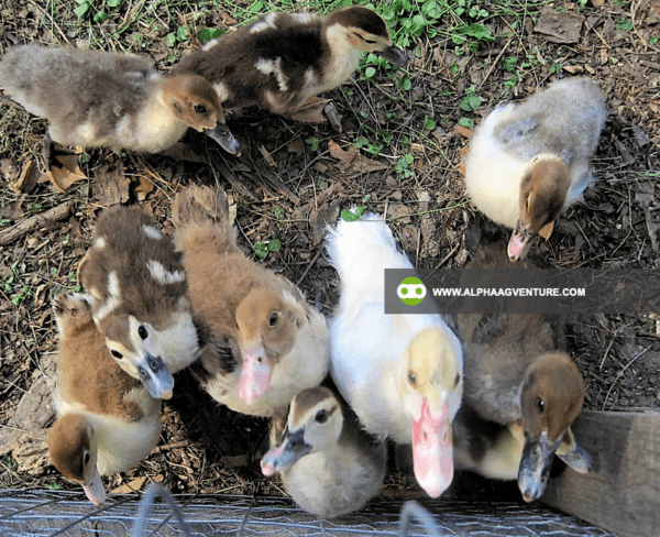 Buy 2-Month-Old Muscovy Ducks for Sale from Alpha Agventure Farms