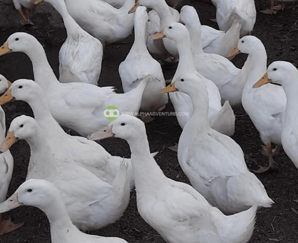 Buy 2-Month-Old Pekin Ducks for Sale from Alpha Agventure Farms