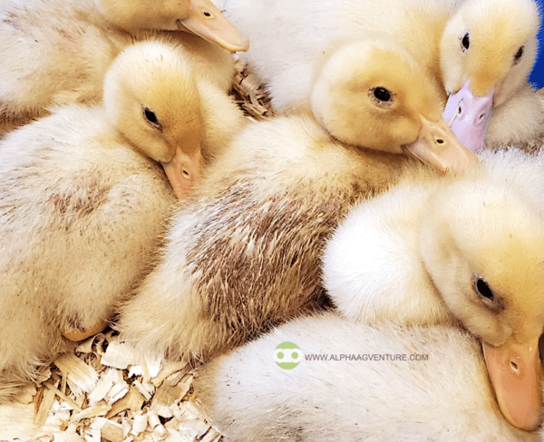 Buy 2-Week-Old Muscovy Ducks for Sale from Alpha Agventure Farms