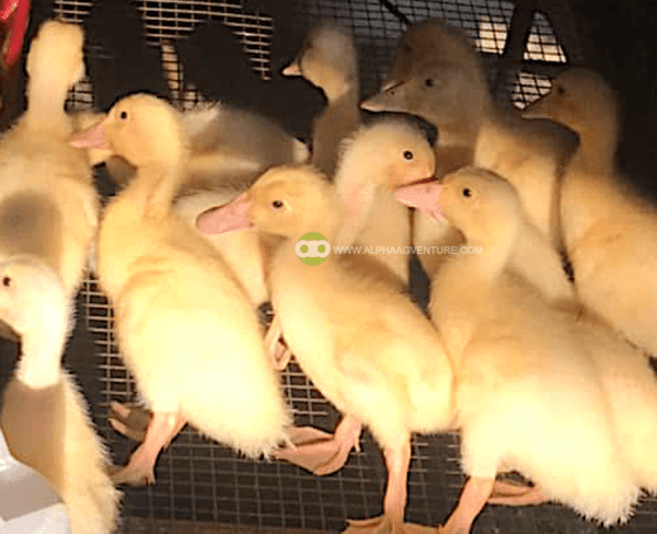 Buy 2-Week-Old Pekin Ducks for Sale from Alpha Agventure Farms