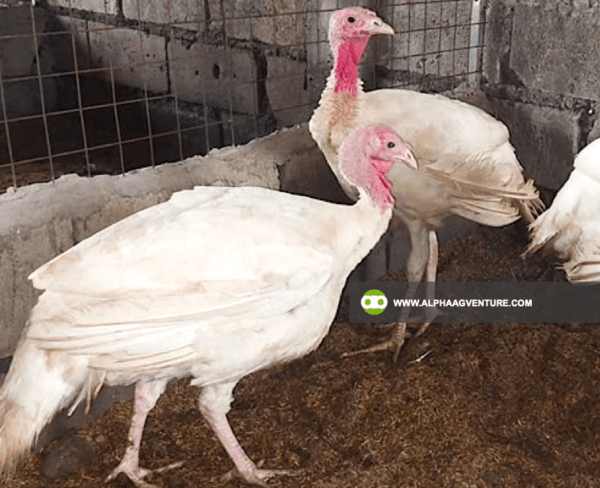 Buy 3-Month-Old Broadbreasted White Nicholas Turkey for Sale from Alpha Agventure Farms