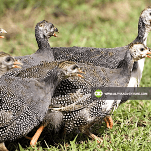 Guinea Fowl