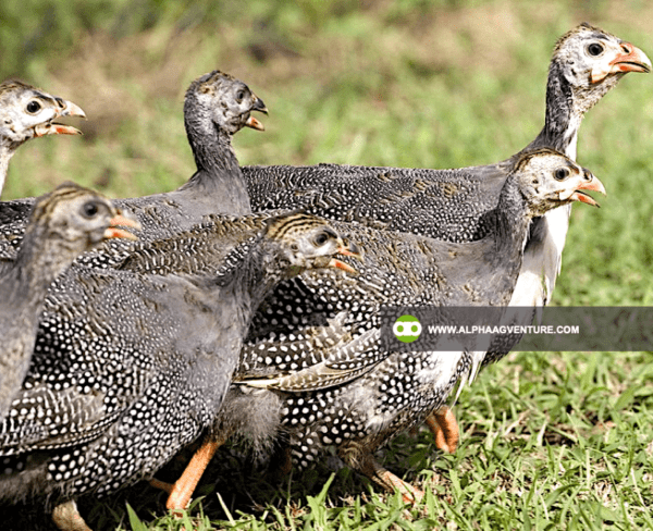 Buy 3-Month-Old Guinea Fowl for Sale from Alpha Agventure Farms