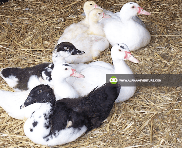 Buy 3-Month-Old Muscovy Ducks for Sale from Alpha Agventure Farms