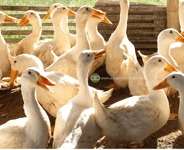 Buy 3-Month-Old Pekin Ducks for Sale from Alpha Agventure Farms