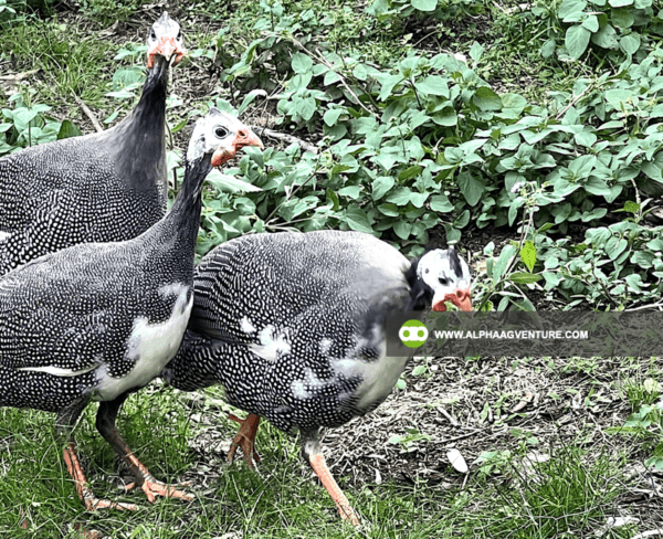 Buy 4-Month-Old Guinea Fowl for Sale from Alpha Agventure Farms