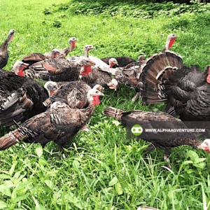 Buy Hybrid Turkey for Sale from Alpha Agventure Farms