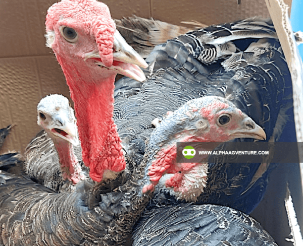 Buy Hybrid Turkey for Sale from Alpha Agventure Farms