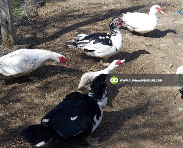 Buy 4-Month-Old Muscovy Ducks for Sale from Alpha Agventure Farms