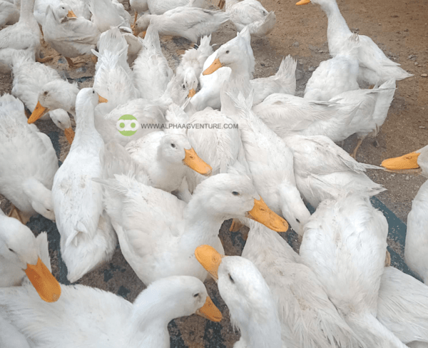 Buy 4-Month-Old Pekin Ducks for Sale from Alpha Agventure Farms