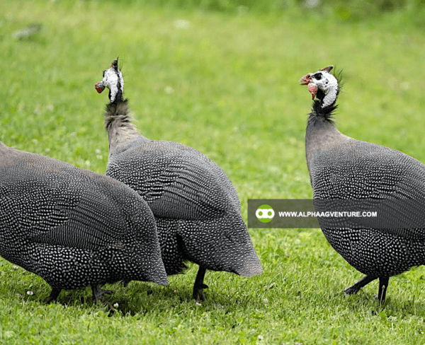 Buy 5-Month-Old Guinea Fowl for Sale from Alpha Agventure Farms