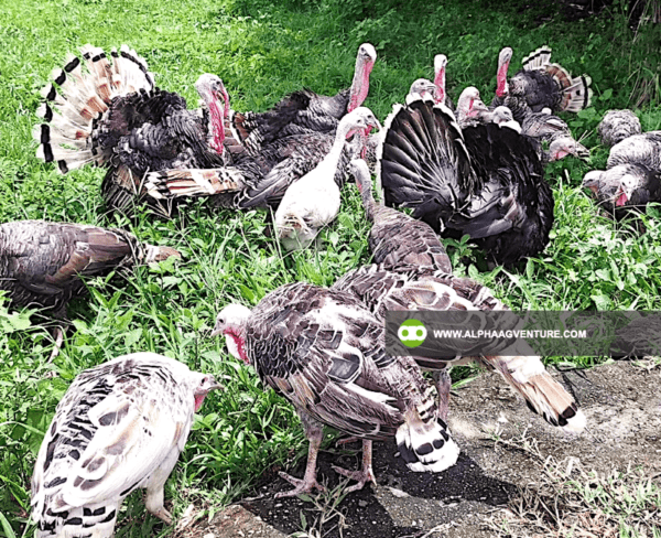 Buy Hybrid Turkey for Sale from Alpha Agventure Farms