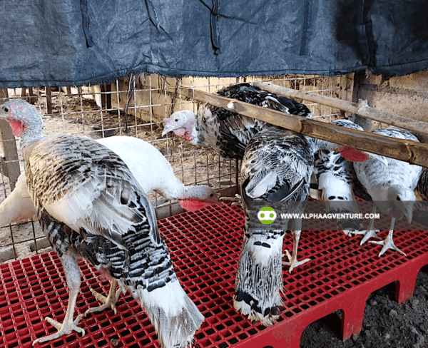 Buy Hybrid Turkey for Sale from Alpha Agventure Farms