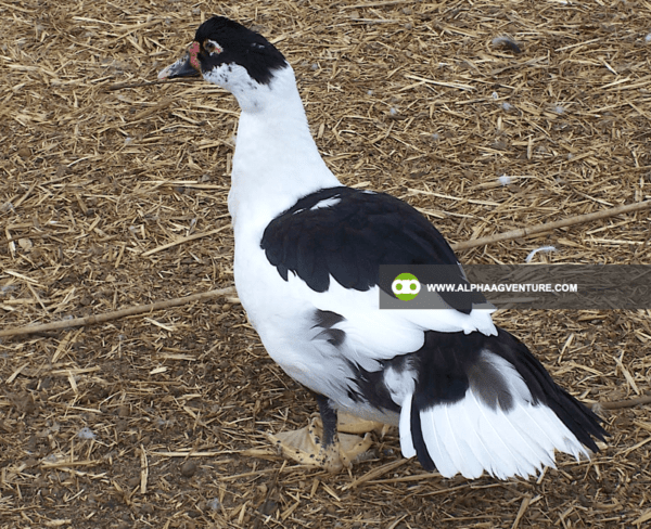 Buy 5-Month-Old Muscovy Ducks for Sale from Alpha Agventure Farms