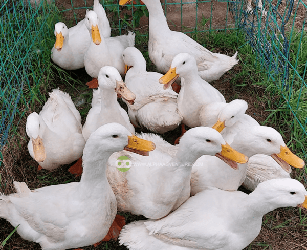 Buy 5-Month-Old Pekin Ducks for Sale from Alpha Agventure Farms