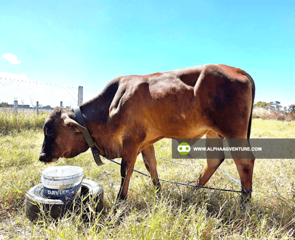 Buy Animal Neck Collars for Sale from Alpha Agventure Farms