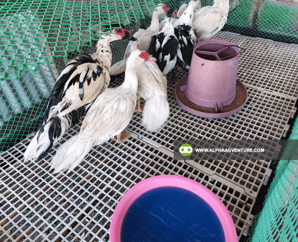 Buy Bastonero Dewormer for Sale from Alpha Agventure Farms