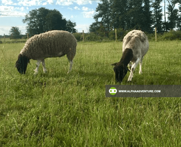 Buy Blackhead Dorper Sheep for Sale from Alpha Agventure Farms