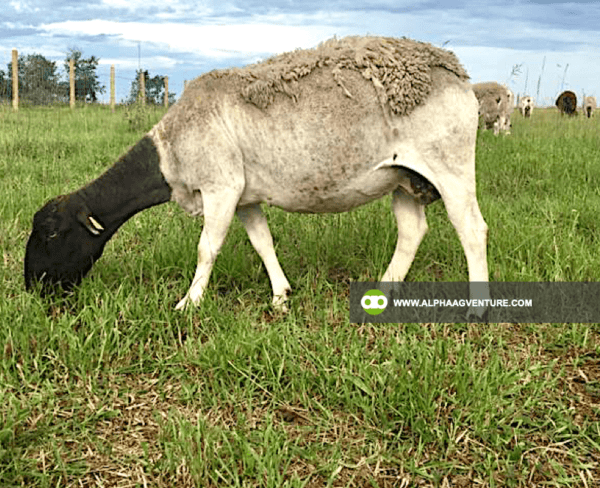 Buy Blackhead Dorper Sheep for Sale from Alpha Agventure Farms