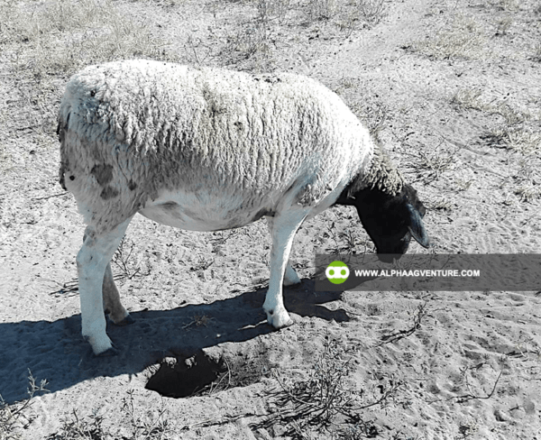 Buy Blackhead Dorper Sheep for Sale from Alpha Agventure Farms