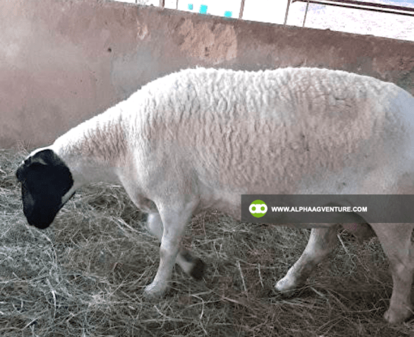 Buy Blackhead Dorper Sheep for Sale from Alpha Agventure Farms