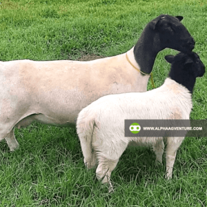 Buy Blackhead Dorper Sheep for Sale from Alpha Agventure Farms