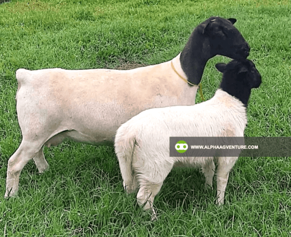 Buy Blackhead Dorper Sheep for Sale from Alpha Agventure Farms