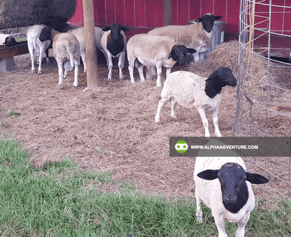 Buy Blackhead Dorper Sheep for Sale from Alpha Agventure Farms