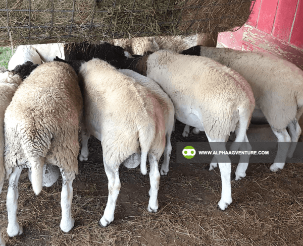 Buy Blackhead Dorper Sheep for Sale from Alpha Agventure Farms