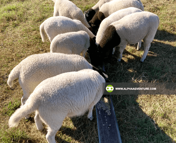 Buy Blackhead Dorper Sheep for Sale from Alpha Agventure Farms