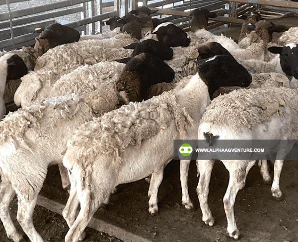 Buy Blackhead Dorper Sheep for Sale from Alpha Agventure Farms