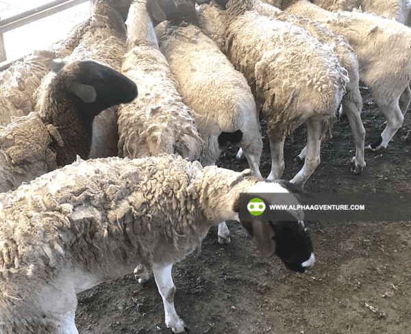 Buy Blackhead Dorper Sheep for Sale from Alpha Agventure Farms