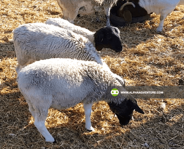 Buy Blackhead Dorper Sheep for Sale from Alpha Agventure Farms