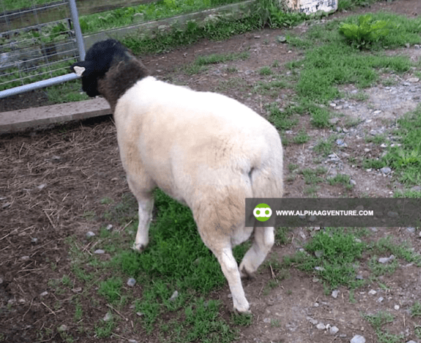 Buy Blackhead Dorper Sheep for Sale from Alpha Agventure Farms